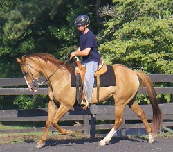 High Country Stables